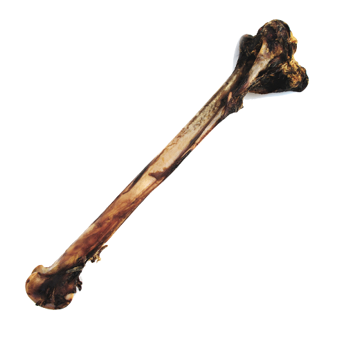 Long Bone / Lang Been