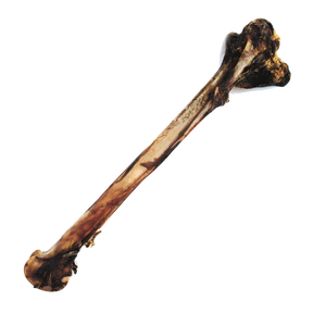 Long Bone / Lang Been